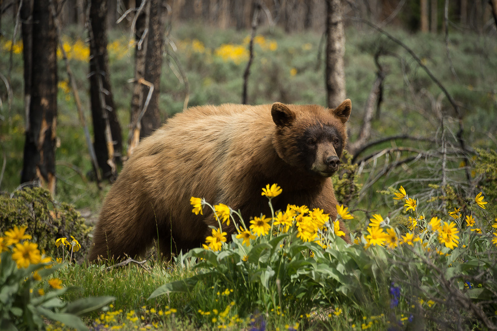 Jackson Hole Valley Real Estate Jackson WY Neighborhoods Apex